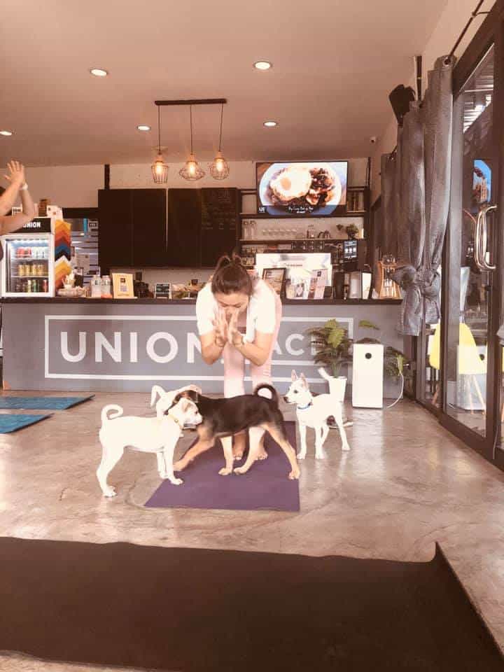 The Adoptable Puppy Cafe (คาเฟ่น้องหมาหาบ้าน) 6