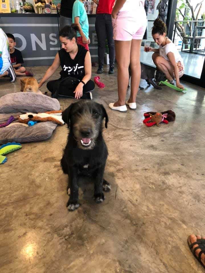 The Adoptable Puppy Cafe (คาเฟ่น้องหมาหาบ้าน) 7