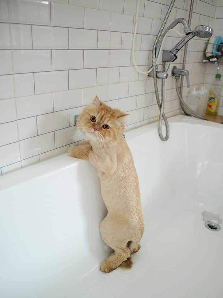 Buddy Grooming Spa (บัดดี้กรูมมิ่ง สปา) 7