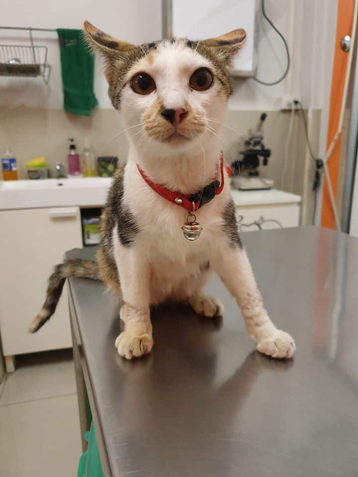 Pralong Vet Clinic (คลินิกประลองรักษ์สัตว์) 7