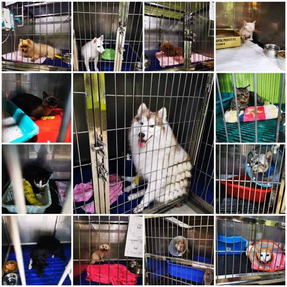 โรงพยาบาลสัตว์รังสิตปทุม Rangsitpathum Animal Hospital 4