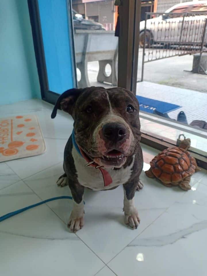 Dog A Carp Pet Clinic (หนองแขม) 8