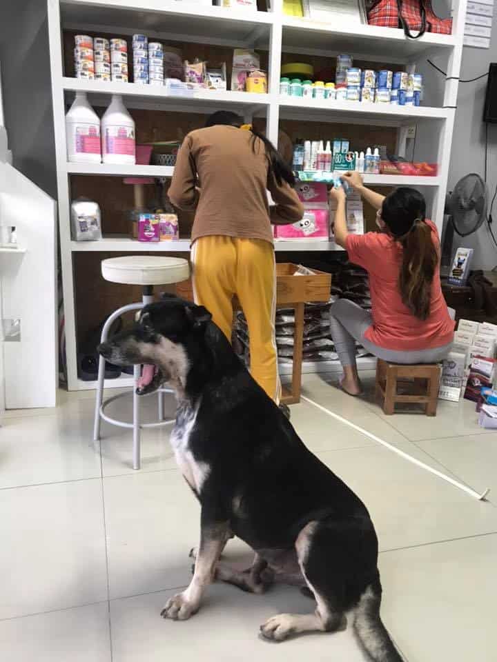 Vet Care Animal Hospital (โรงพยาบาลสัตว์เวทแคร์) 4