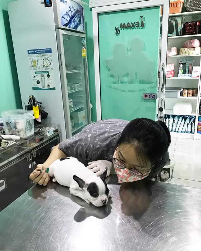 โรงพยาบาลสัตว์ฐานิตฝนทิพย์ (Tanit Fonthip Veterinary Hospital) 7