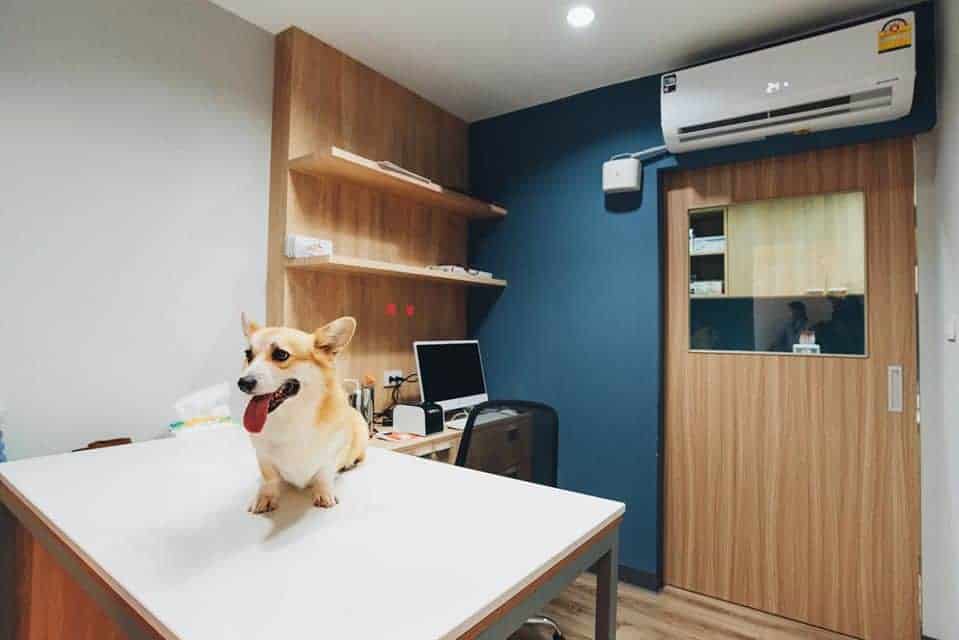 โรงพยาบาลสัตว์บางกอกฮาร์ท Bangkok Heart Animal Hospital 7