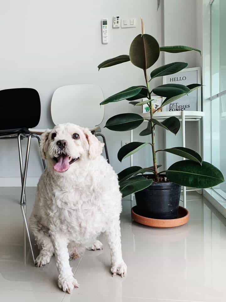 Pet Buddies Clinic (คลินิกเพ็ทบัดดี้รักษาสัตว์) 5