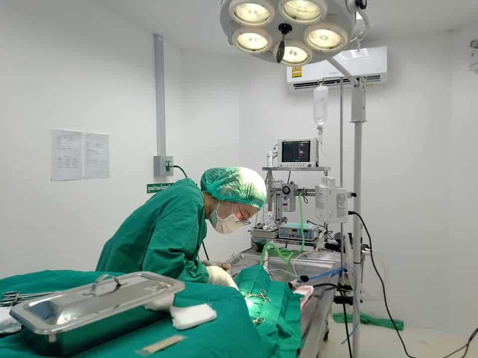 PawPlearn Animal Hospital (โรงพยาบาลสัตว์พอเพลิน) 6