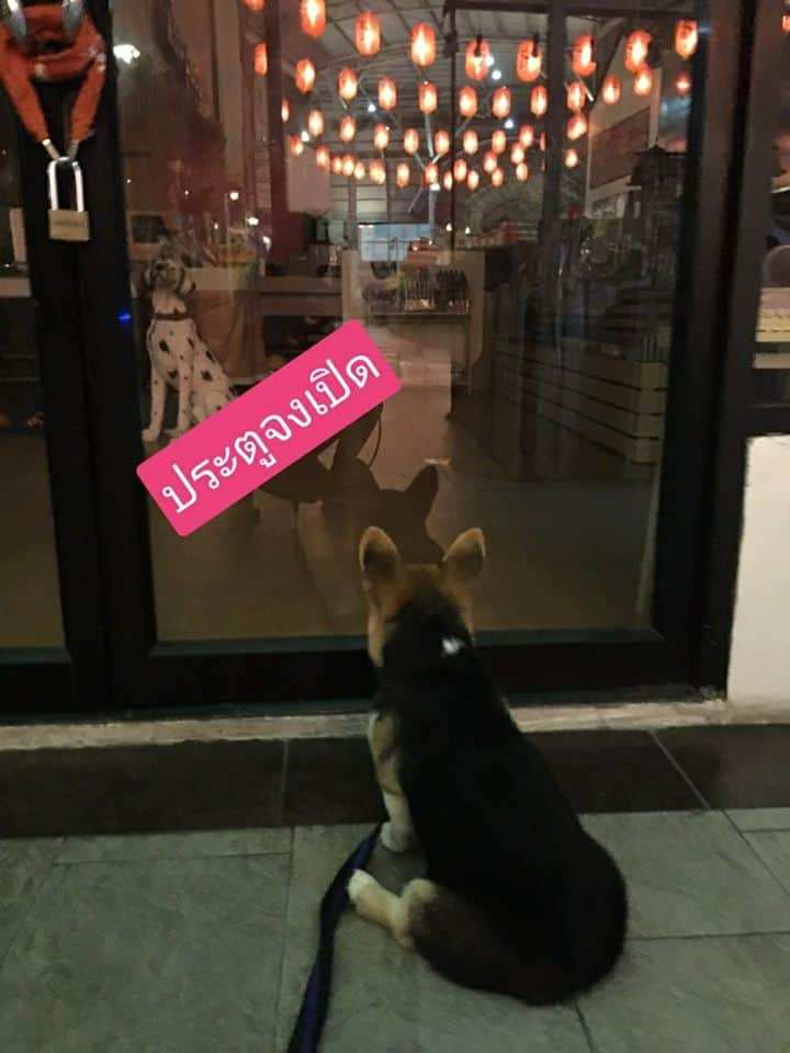 Pets Premium Shop (สาขาใหญ่) 7