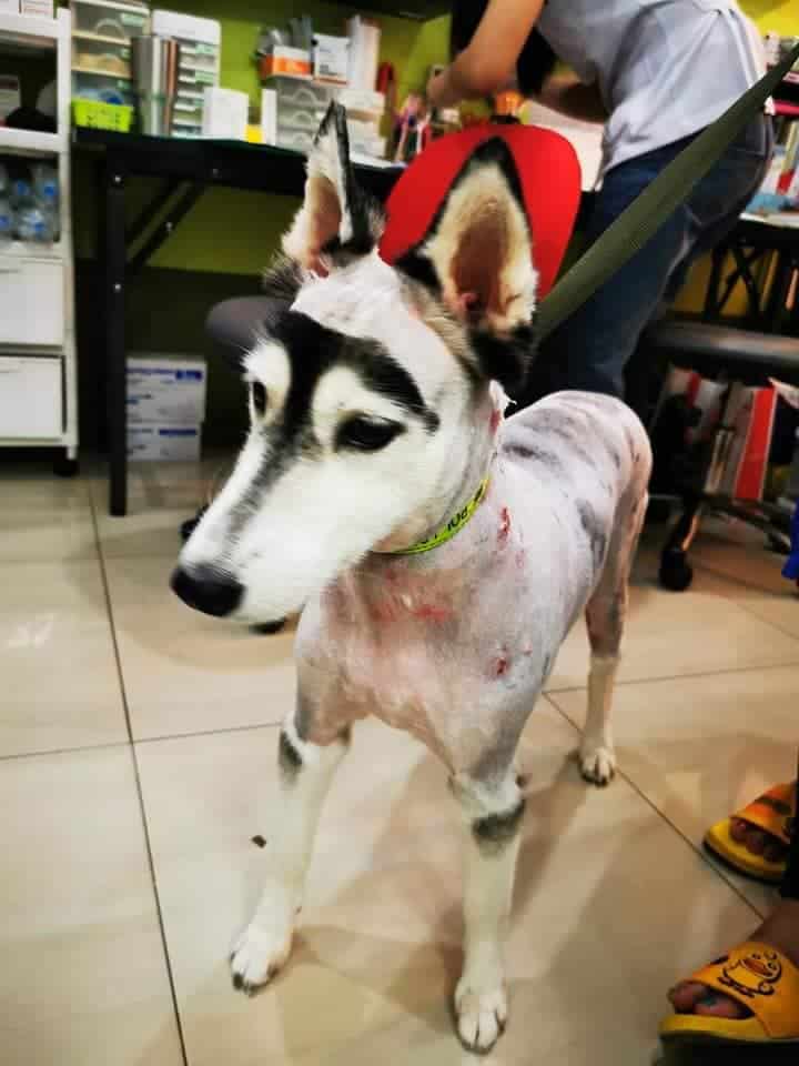 โรงพยาบาลสัตว์รังสิตปทุม Rangsitpathum Animal Hospital 6
