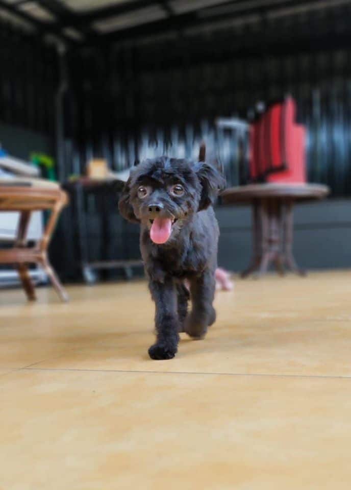 The Adoptable Puppy Cafe (คาเฟ่น้องหมาหาบ้าน) 9