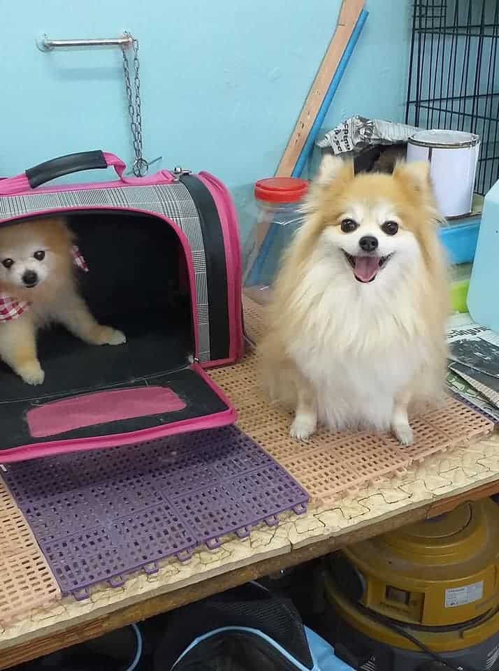 Me & Mom Groomming Spa and Pet Shop (สนามบินน้ำ) 5