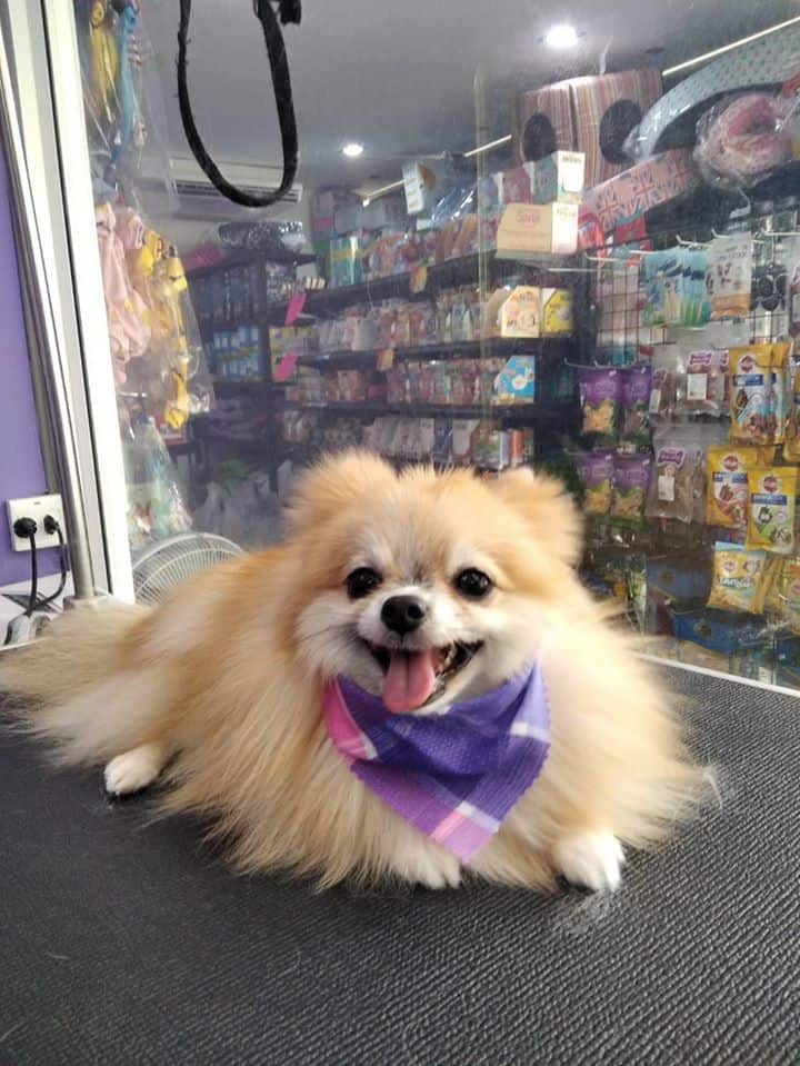 Rak Nong Grooming & Pet Shop (รักน้อง กรูมมิ่ง แอนด์ เพ็ทช้อป) 5