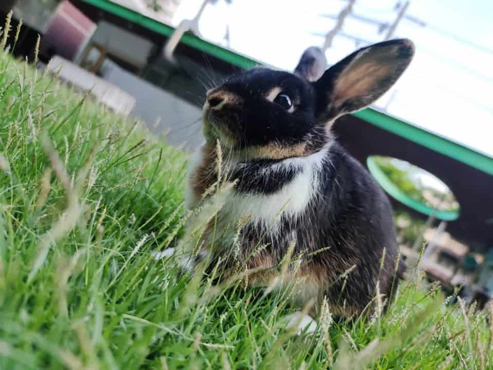 Rabbito Cafe (แรบบิทโตะคาเฟ่) 8