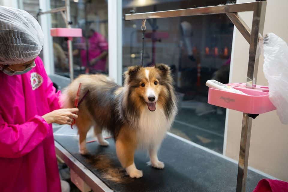 Nelly Pet Shop (แจ้งวัฒนะ) 9