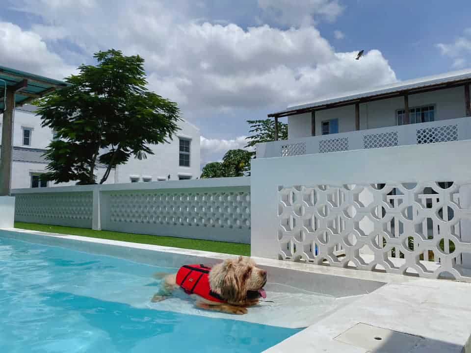PawPlearn Animal Hospital (โรงพยาบาลสัตว์พอเพลิน) 7