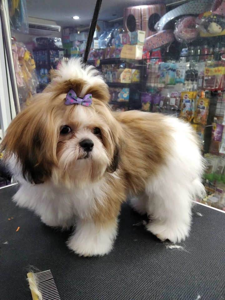 Rak Nong Grooming & Pet Shop (รักน้อง กรูมมิ่ง แอนด์ เพ็ทช้อป) 6