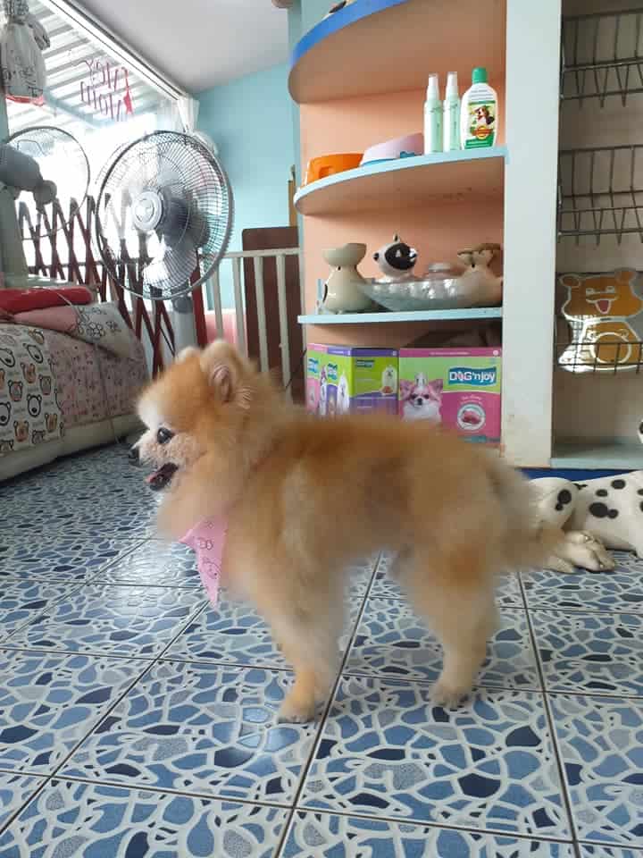 Me & Mom Groomming Spa and Pet Shop (สนามบินน้ำ) 6