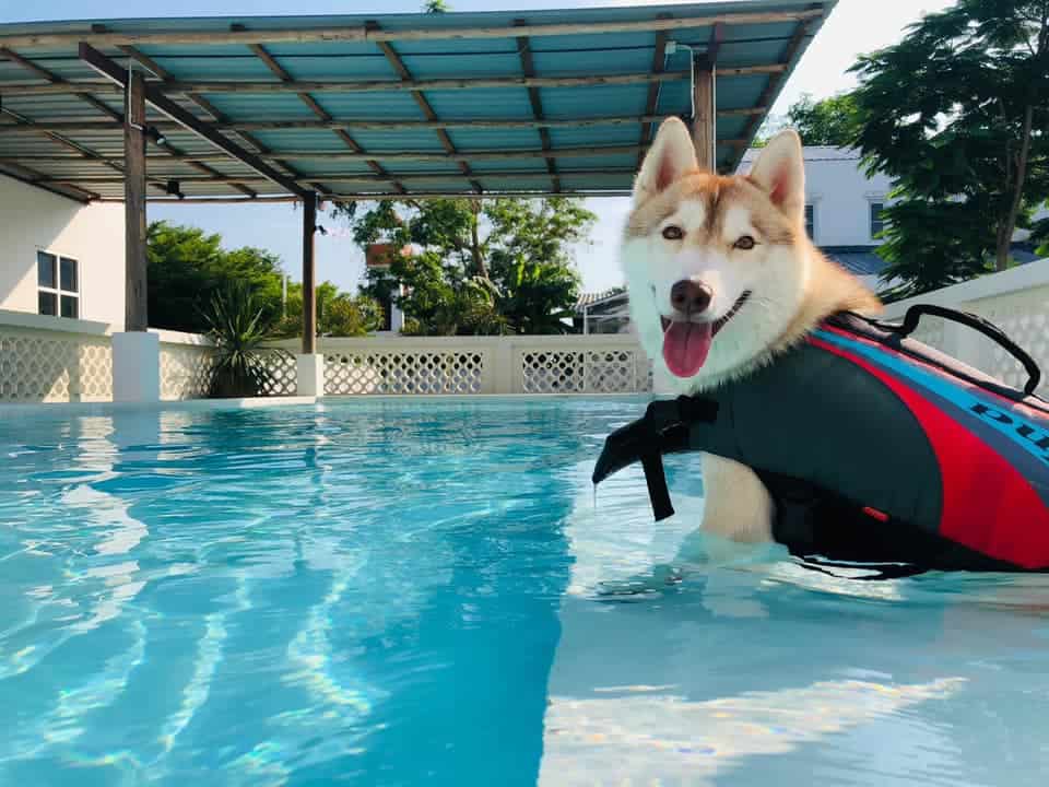 PawPlearn Animal Hospital (โรงพยาบาลสัตว์พอเพลิน) 9