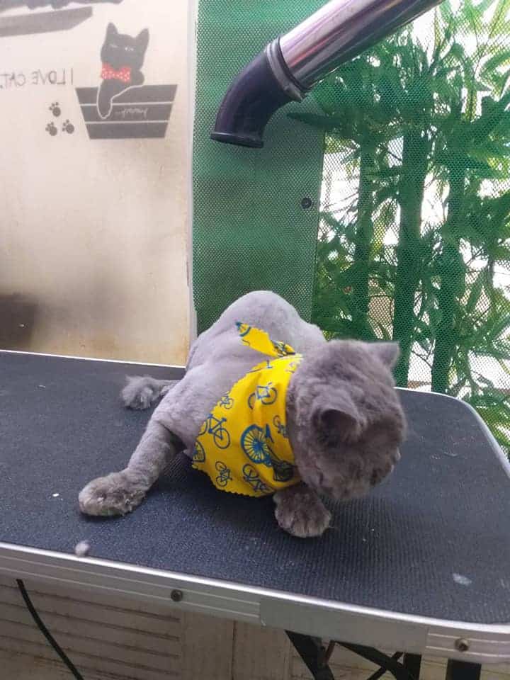 Me & Mom Groomming Spa and Pet Shop (สนามบินน้ำ) 7