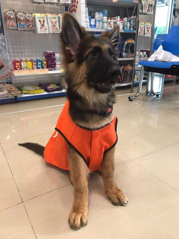 Rangsitanon Animal Hospital (โรงพยาบาลสัตว์รังสิตานนท์) 6