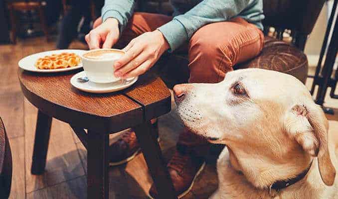 21 คาเฟ่สุนัขเข้าได้ กรุงเทพ: ร้านไหนน่าสนใจบ้าง? มารวมร้านที่คนรักหมายุคใหม่ชอบใจกัน 2 ที่พักติดทะเลสุนัขเข้าได้