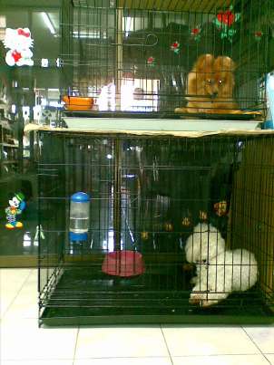 Dog Secret (พัทยา) 6