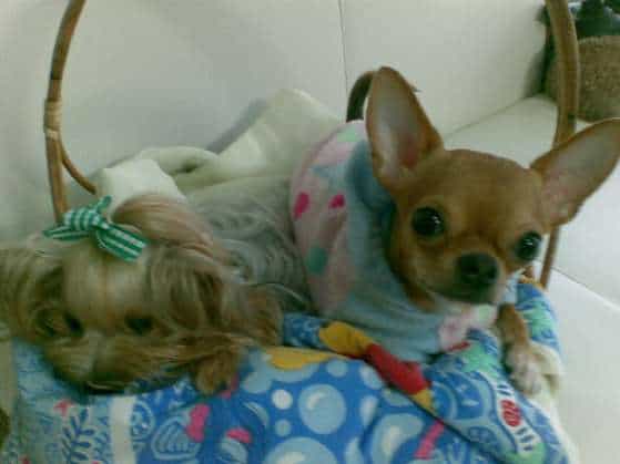 Dog Secret (พัทยา) 9