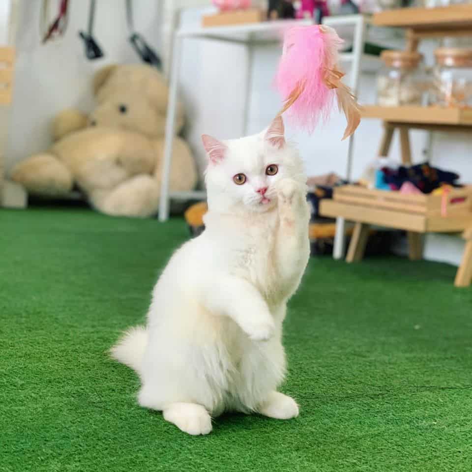 At bath (อาบน้ำตัดขนสุนัขและแมว) 9