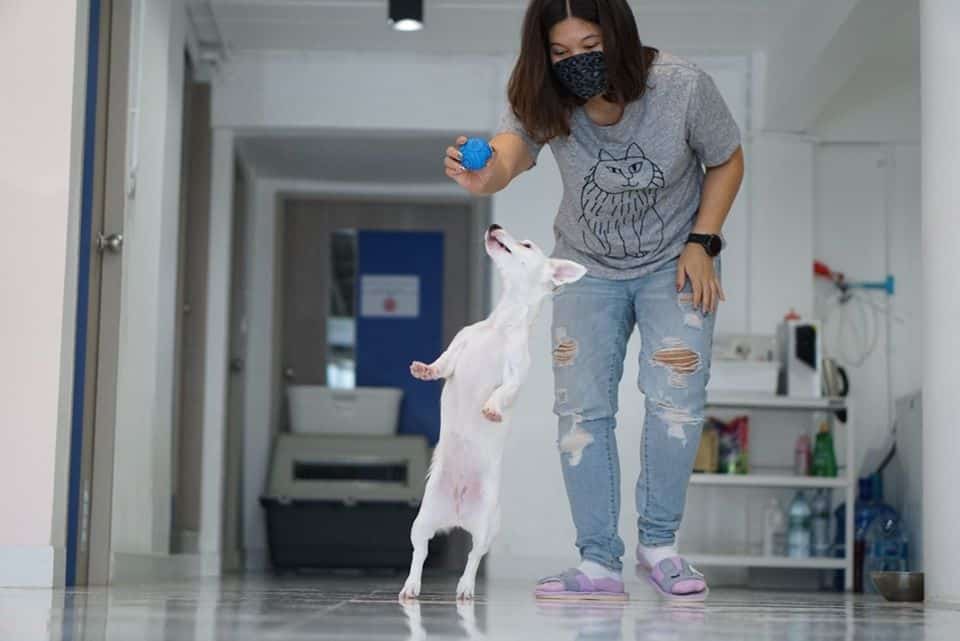 Cat & Dog Hoteru (รามคำแหง124) 4