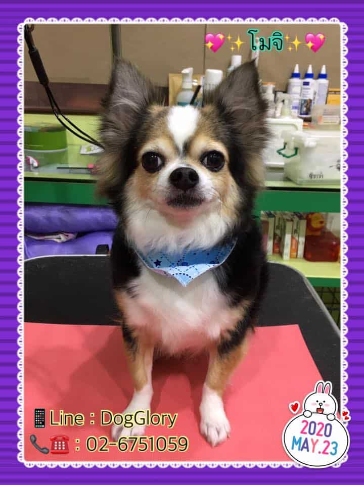 DogGlory Pet Shop & Grooming Center (ถนนจันทร์) 2