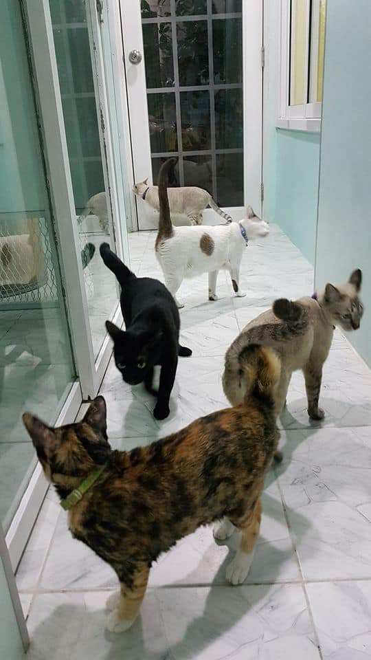 JoYu Cat Hotel (โรงแรมแมวโจยุ) 8