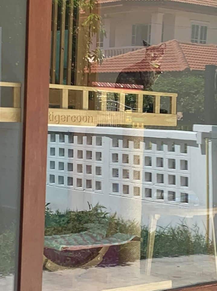 Tigercooncat Kingdom (นนทบุรี) 9