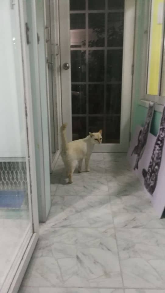 JoYu Cat Hotel (โรงแรมแมวโจยุ) 9
