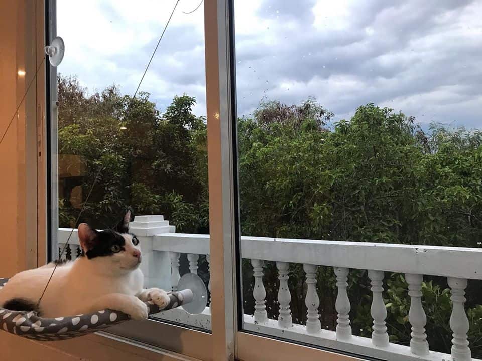 Cat Keeper Hotel (บางแค) 6