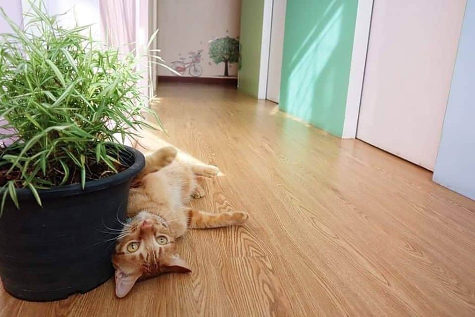 Cat's Eyes Hotel (กรุงเทพ-นนท์ 56) 6