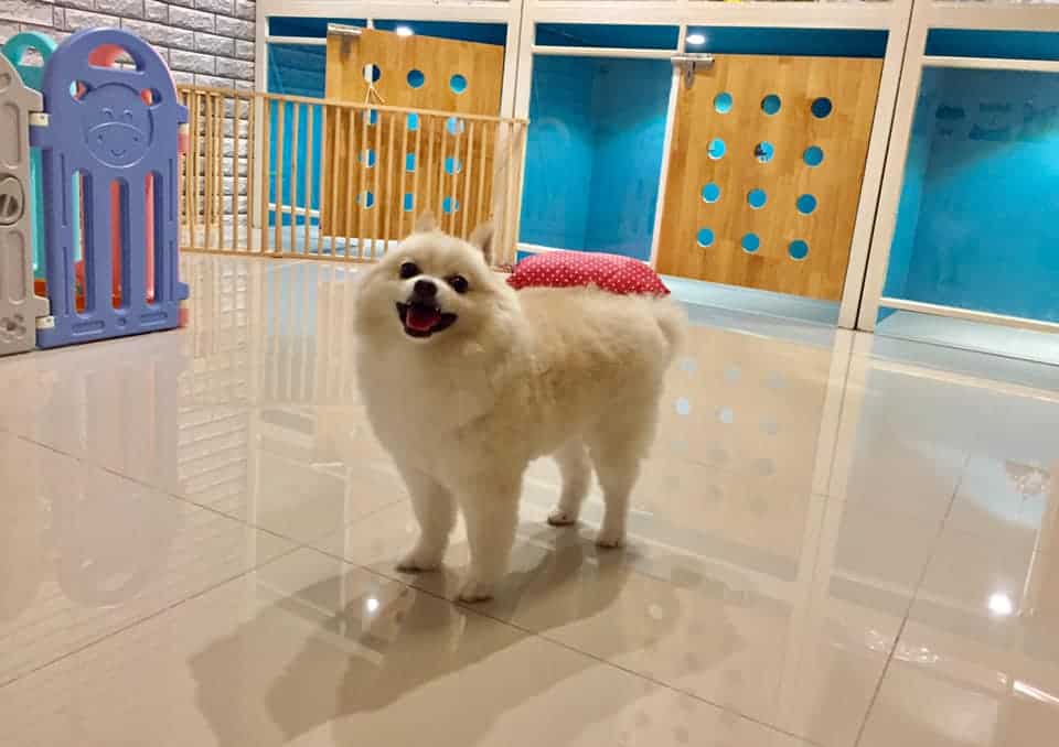 MR. DOG Corner Grooming & Spa (ปทุมธานี) 6