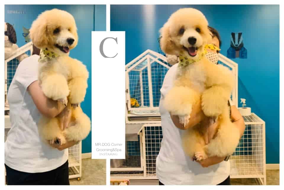 MR. DOG Corner Grooming & Spa (ปทุมธานี) 7