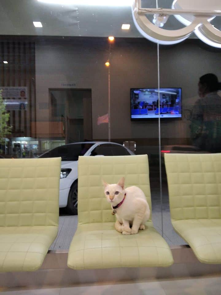 D-Dog Pet Hospital (โรงพยาบาลสัตว์ดีด็อก) 8