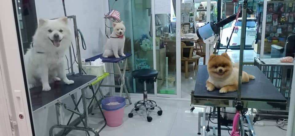 DOGAZY Grooming & Petshop (พระราม2) 7