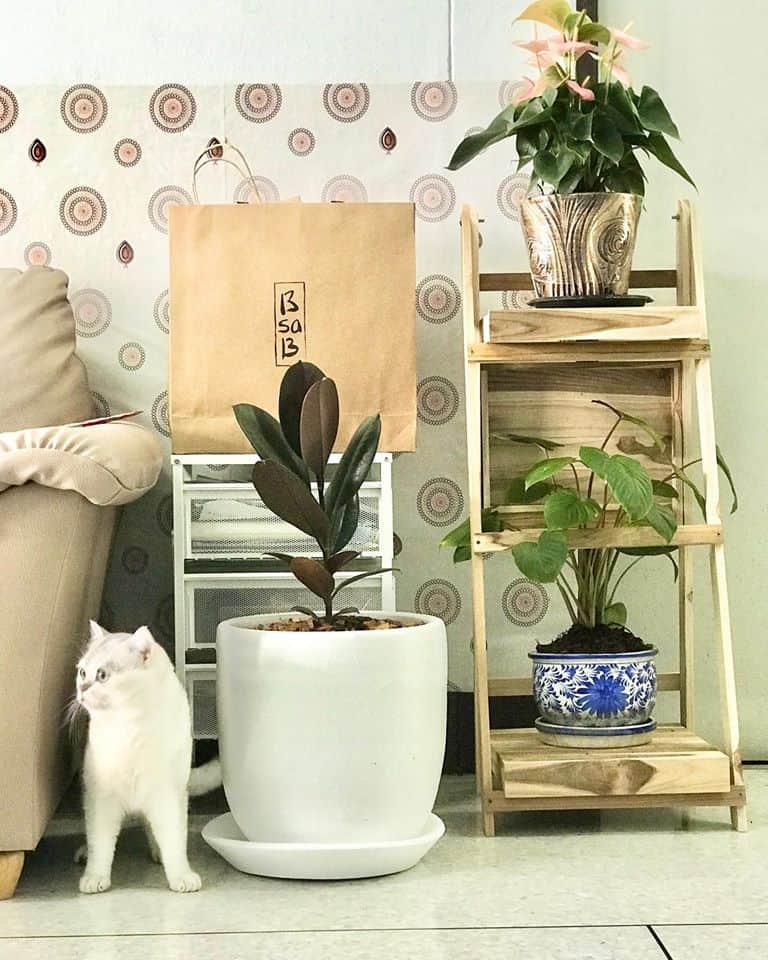 Cat Keeper Hotel (บางแค) 7