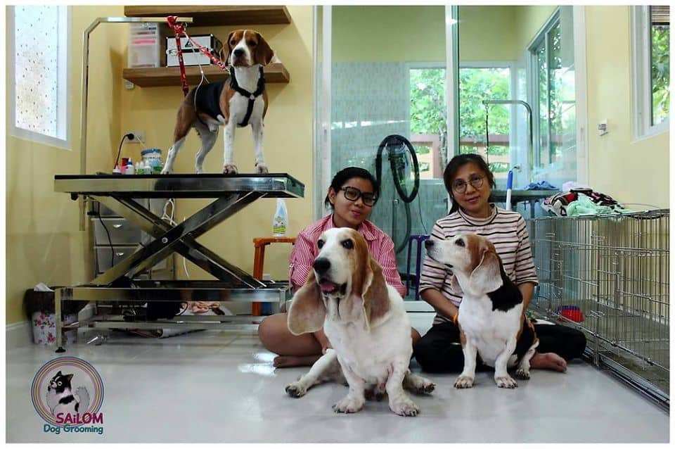 Sailom dog grooming (อาบน้ำตัดขนสุนัขและแมว) 4