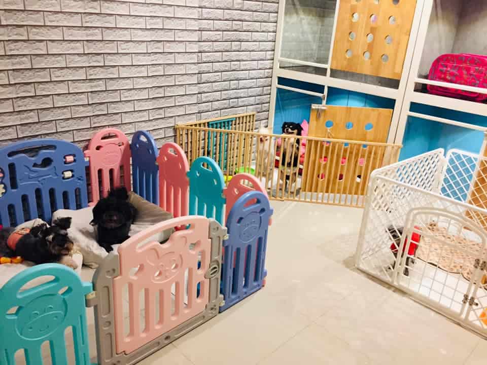 MR. DOG Corner Grooming & Spa (ปทุมธานี) 8