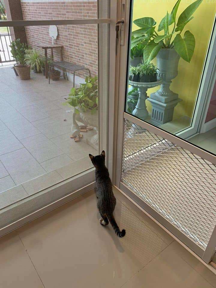 Neko Luxury Cat Hotel (นวลจันทร์) 9