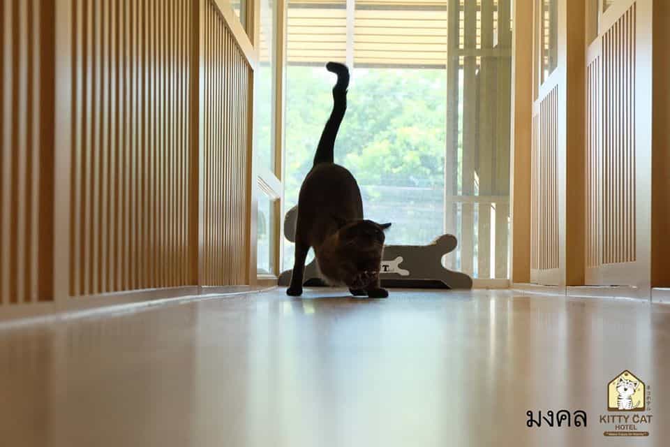 Kitty Cat Hotel (โรงแรมแมว คิตตี้แคท) 5