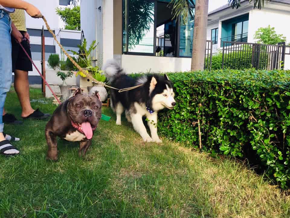 MR. DOG Corner Grooming & Spa (ปทุมธานี) 9