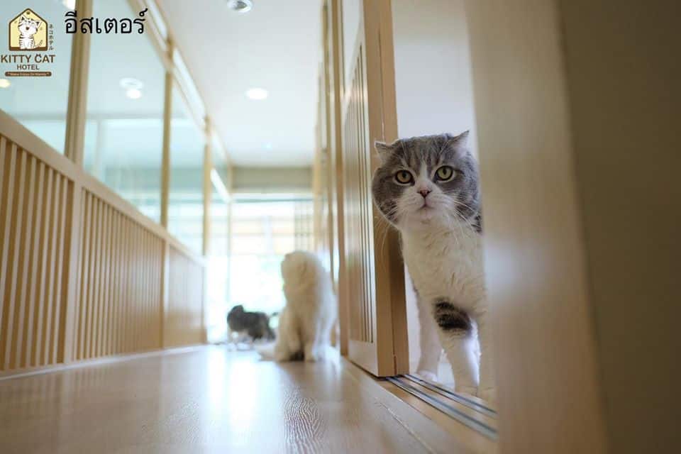 Kitty Cat Hotel (โรงแรมแมว คิตตี้แคท) 6
