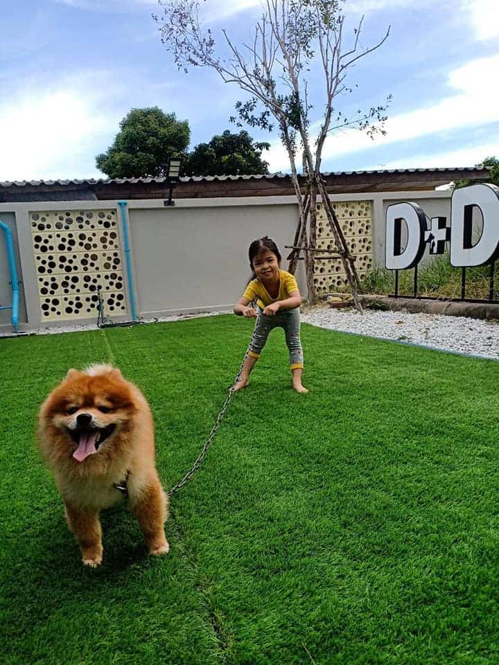 D-Dog Pet Hospital (โรงพยาบาลสัตว์ดีด็อก) 9