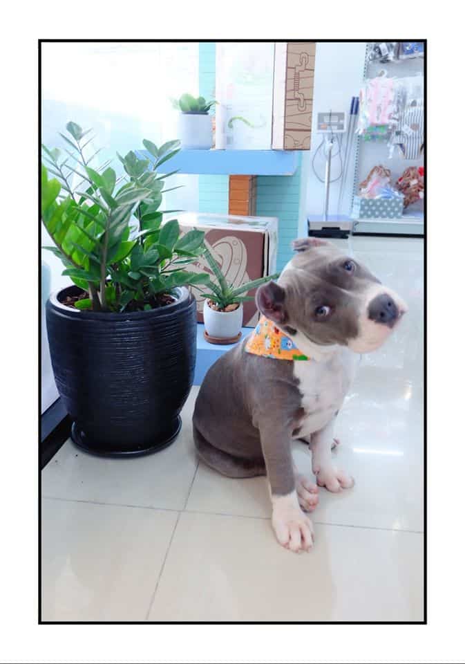 Dog Hips Vet and Petmart (สุพรรณบุรี) 9