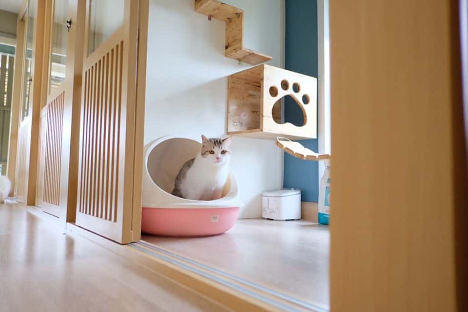 Kitty Cat Hotel (โรงแรมแมว คิตตี้แคท) 7