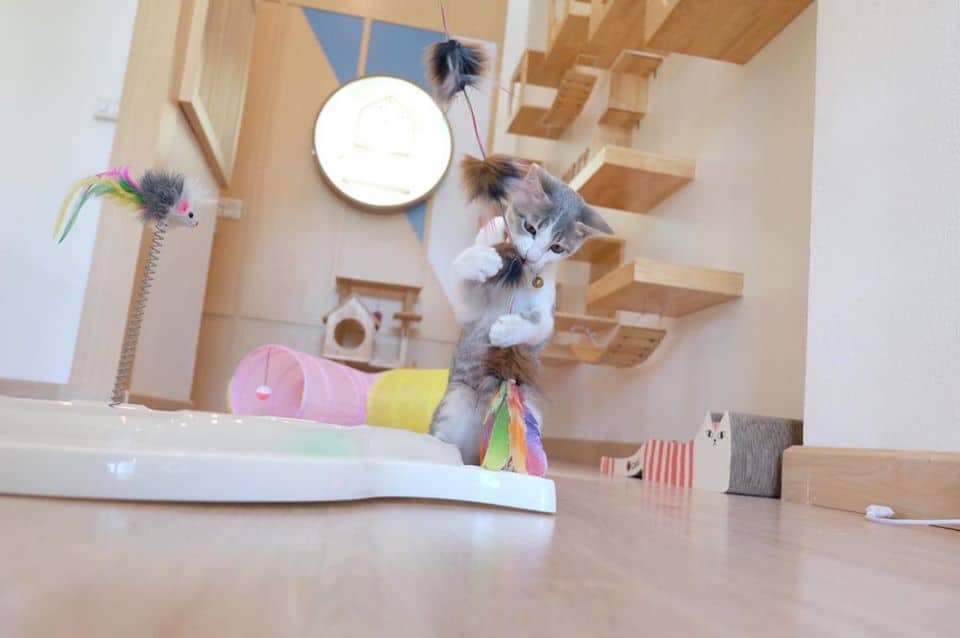 Kitty Cat Hotel (โรงแรมแมว คิตตี้แคท) 8